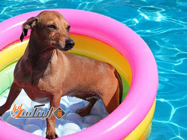 استخر بادی برای سگ