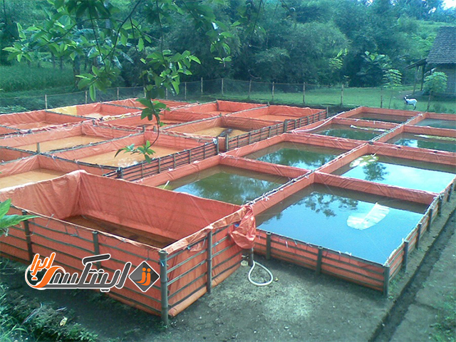 پرورش ماهی در استخر خانگی