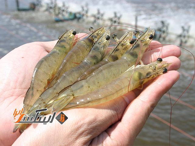 استخر پیش ساخته پرورش میگو